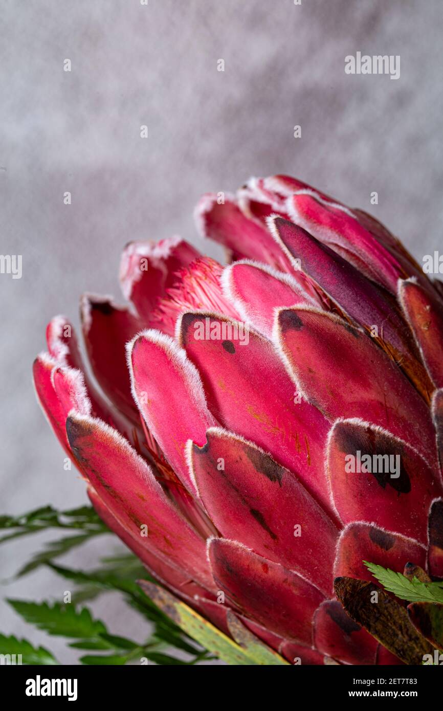 Pink King protea sugar bush flower in bloom close up still Stock Photo
