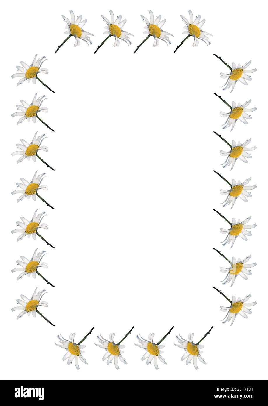 A frame of daisy flowers on a white background, the A4 format is vertical. Flowers, plants. Cover for a book or notepad. Pattern. Stock Vector