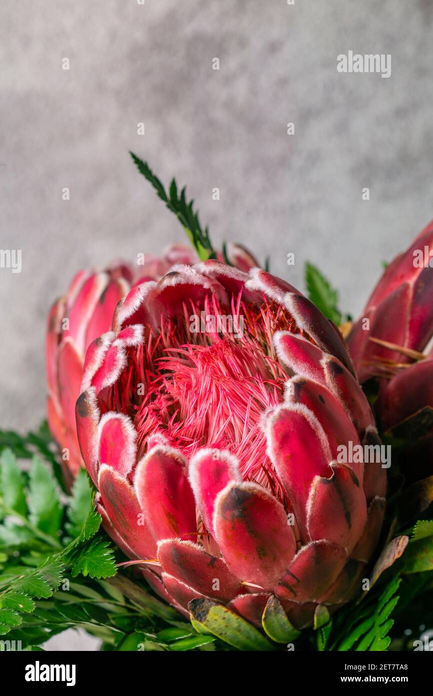Pink King protea sugar bush flower in bloom close up still Stock Photo
