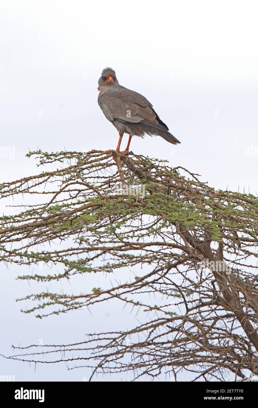 Dark Chanting-goshawk (Melierax metabates metabates) adult perched on top of tree Awash NP, Ethiopia         April Stock Photo