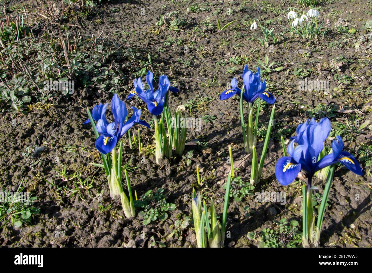 Blooming little blue iris in spring. Stock Photo