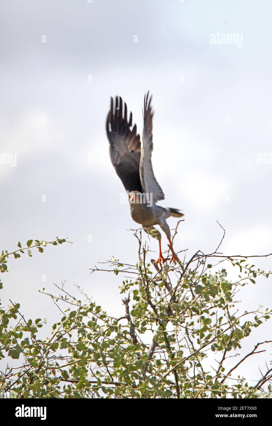 Dark Chanting-goshawk (Melierax metabates metabates) adult taking off from tree Awash NP, Ethiopia         April Stock Photo