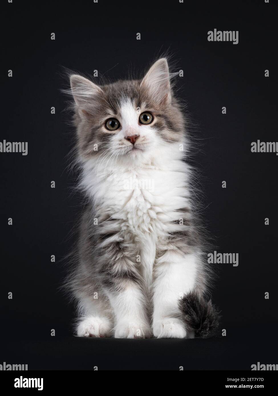 Blue mackerel tabby hires stock photography and images Alamy