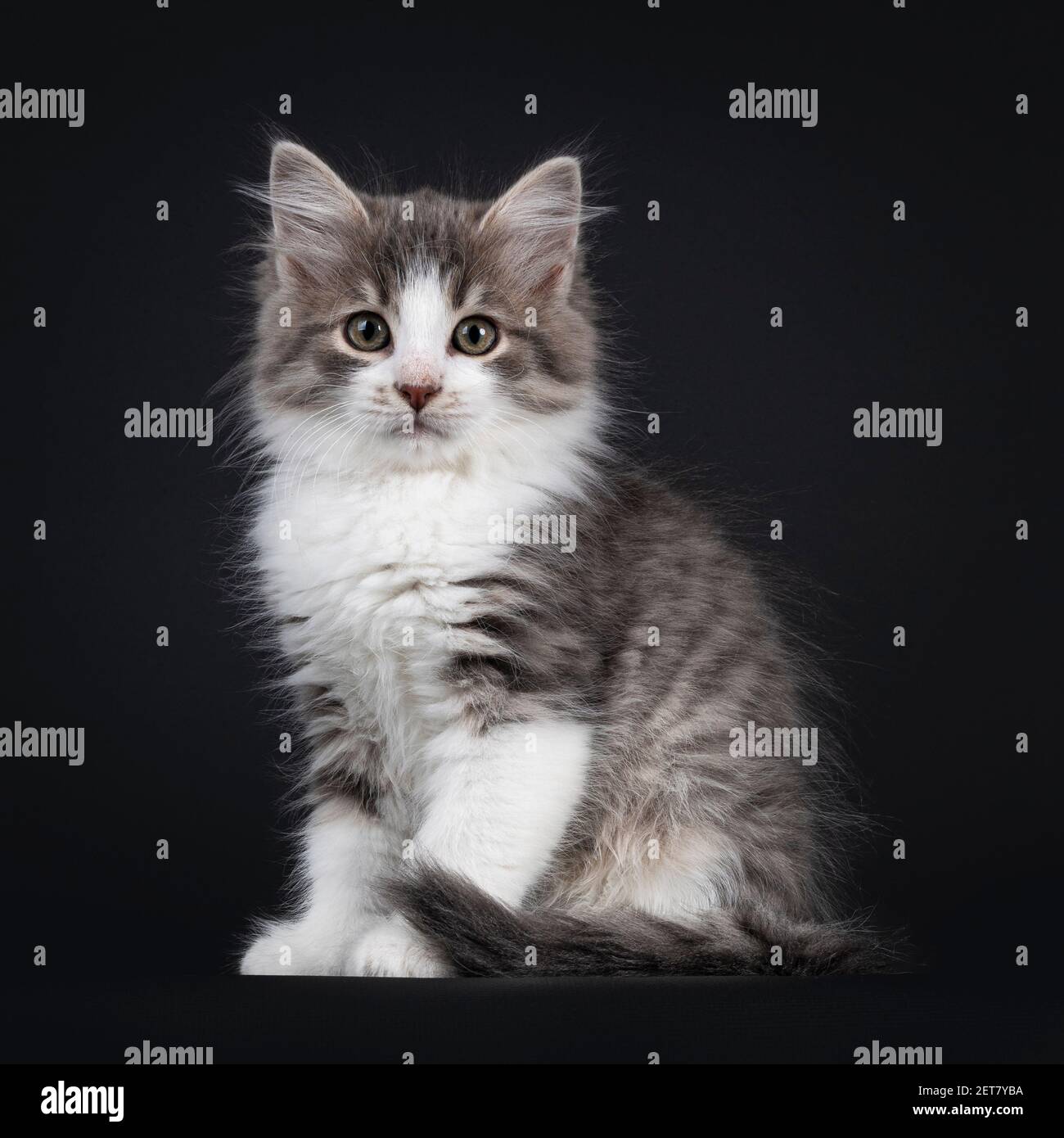 Blue mackerel tabby hires stock photography and images Alamy