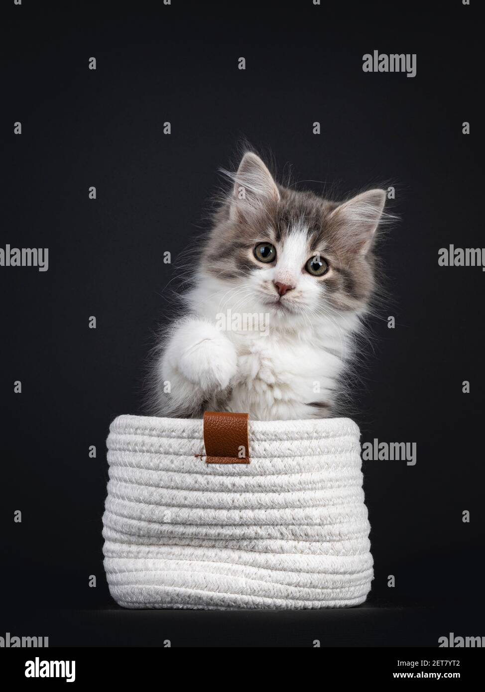 Blue mackerel tabby hires stock photography and images Alamy