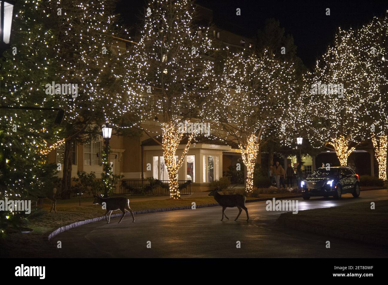 Broadmoor Christmas Lights 2022 Date Holiday Lights For The Christmas Season, Broadmoor Hotel, Colorado Springs,  Co, (Photo By Casey B. Gibson Stock Photo - Alamy