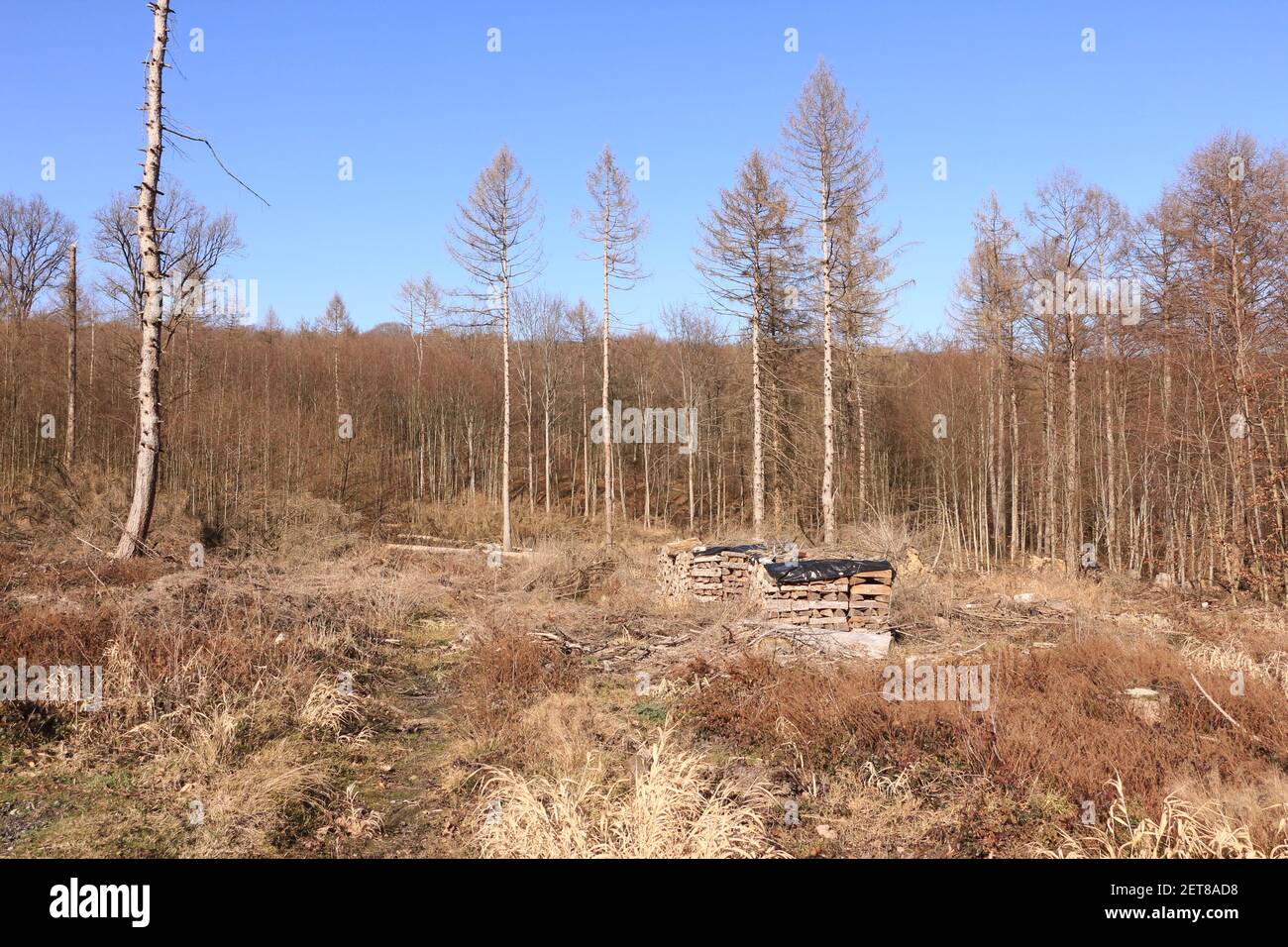 Impressionen aus der Waldemei, einem Waldgebiet in Menden im Sauerland Stock Photo