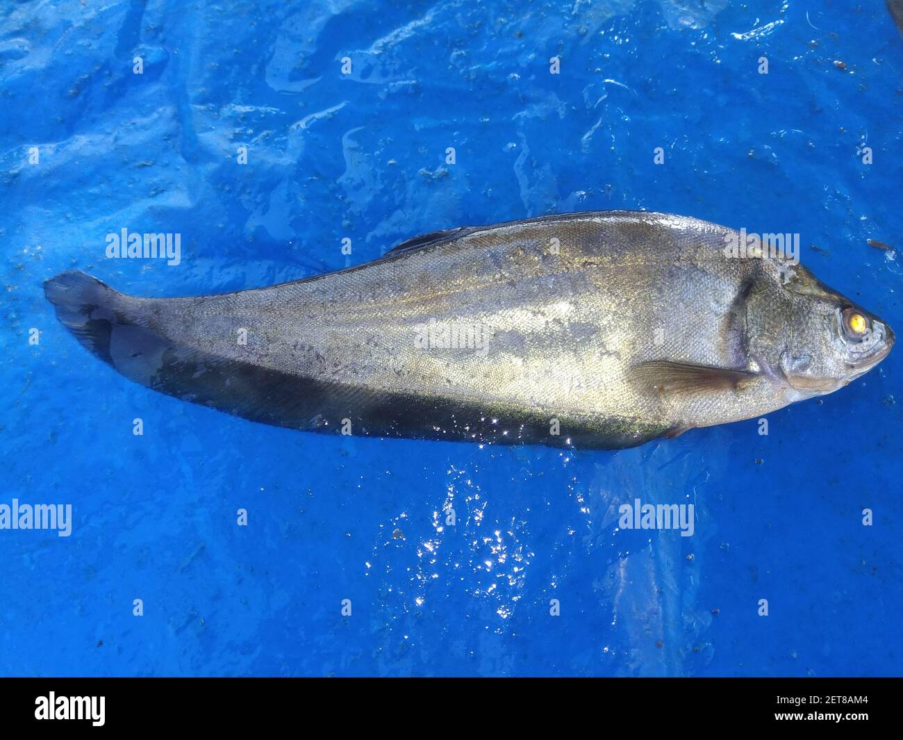 bronze notopterous fish culture in india featherback fish ready for