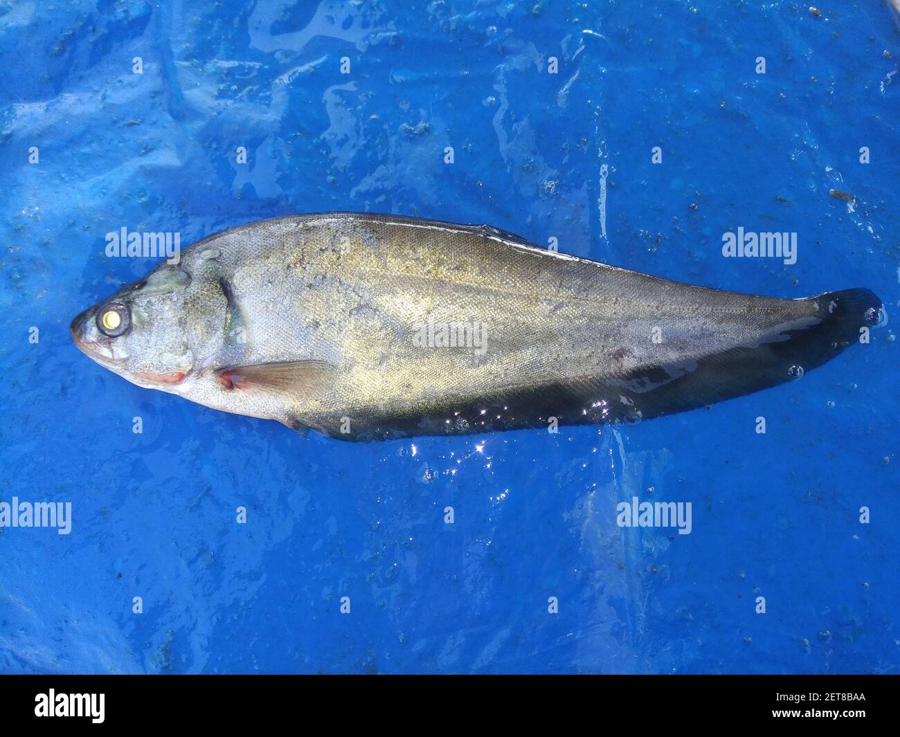 bronze notopterous fish culture in india featherback fish ready for