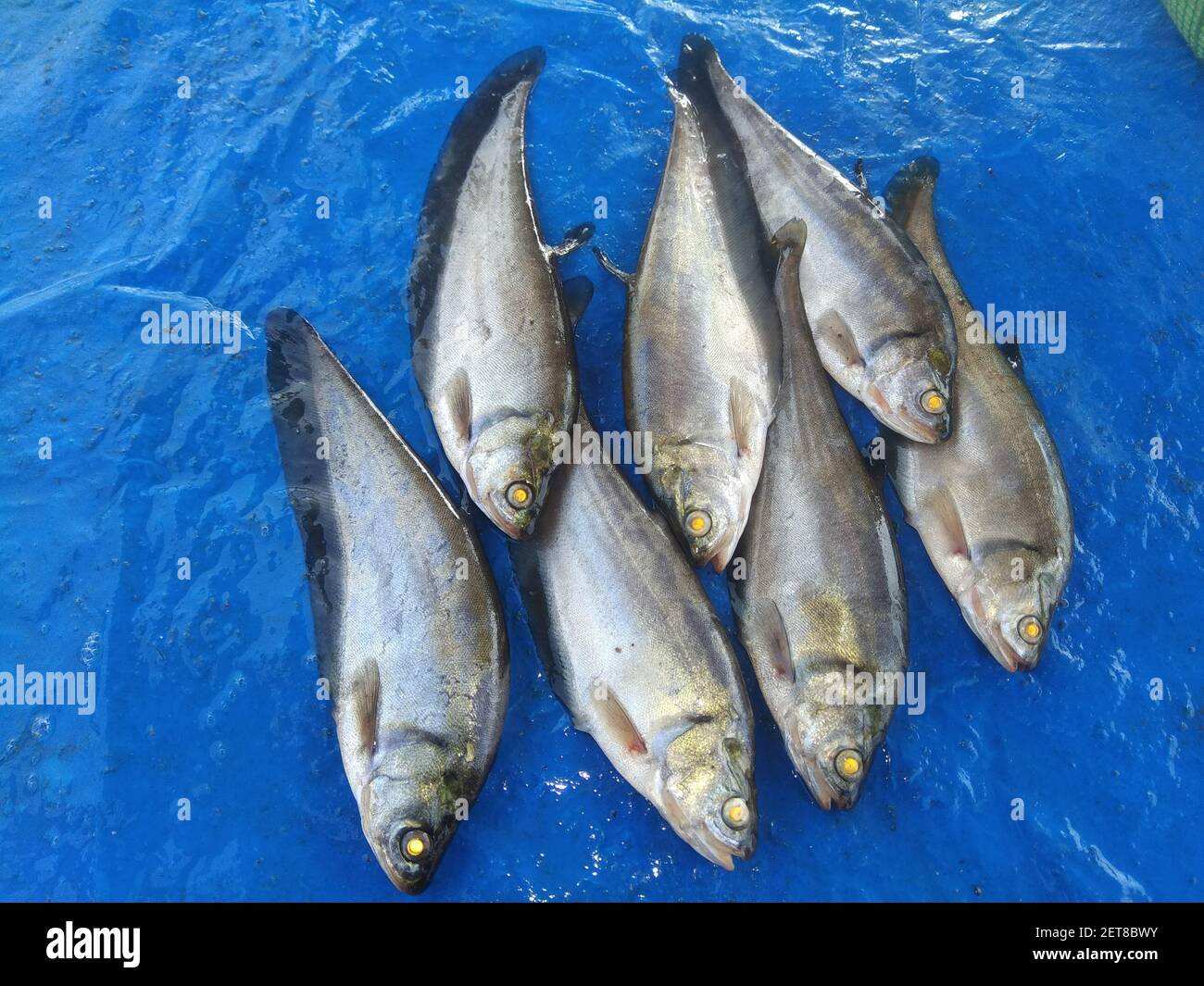 bronze notopterous fish culture in india featherback fish ready for