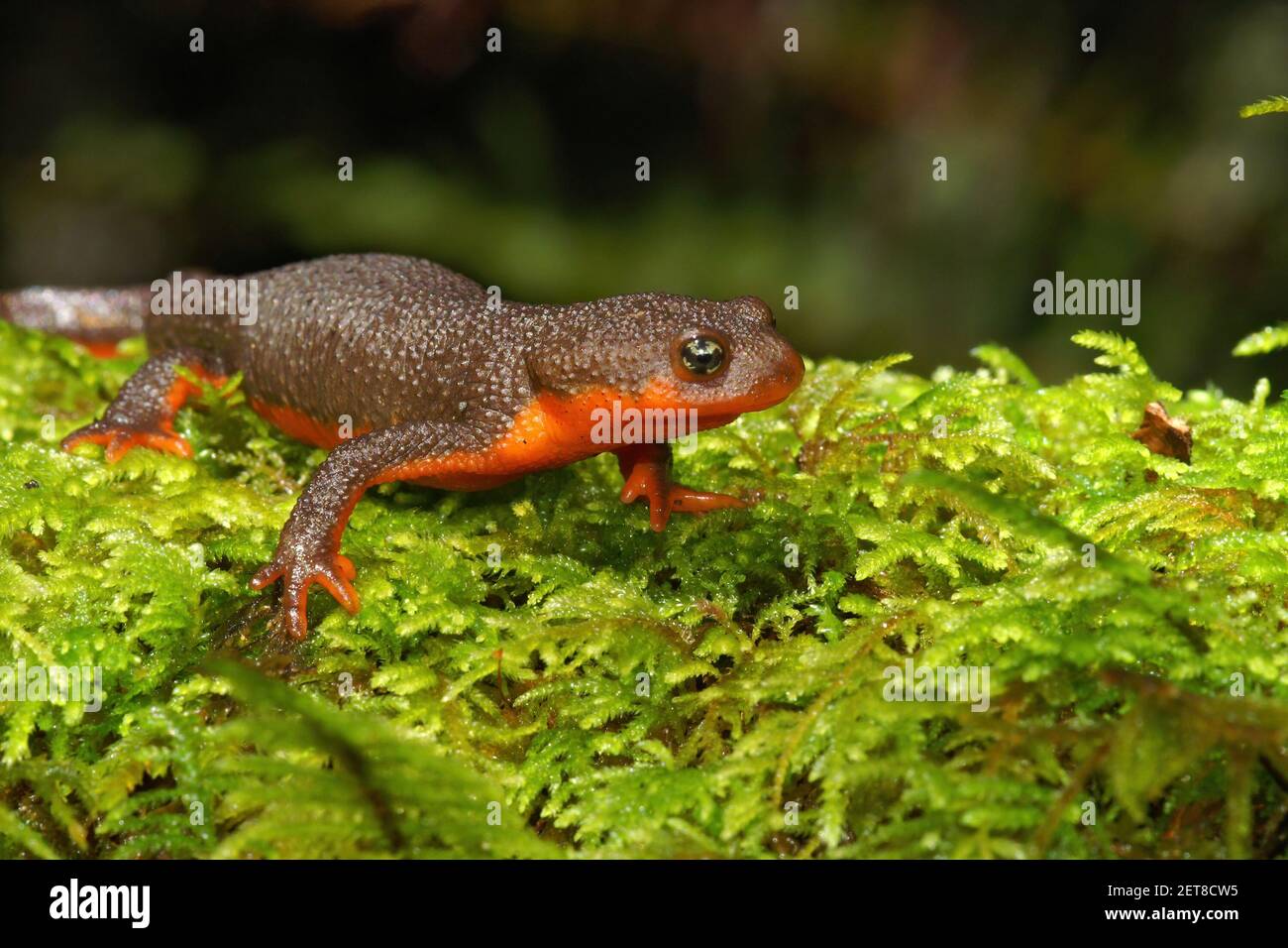 A rare adult hybrid female between Roughskinned newt, Taricha