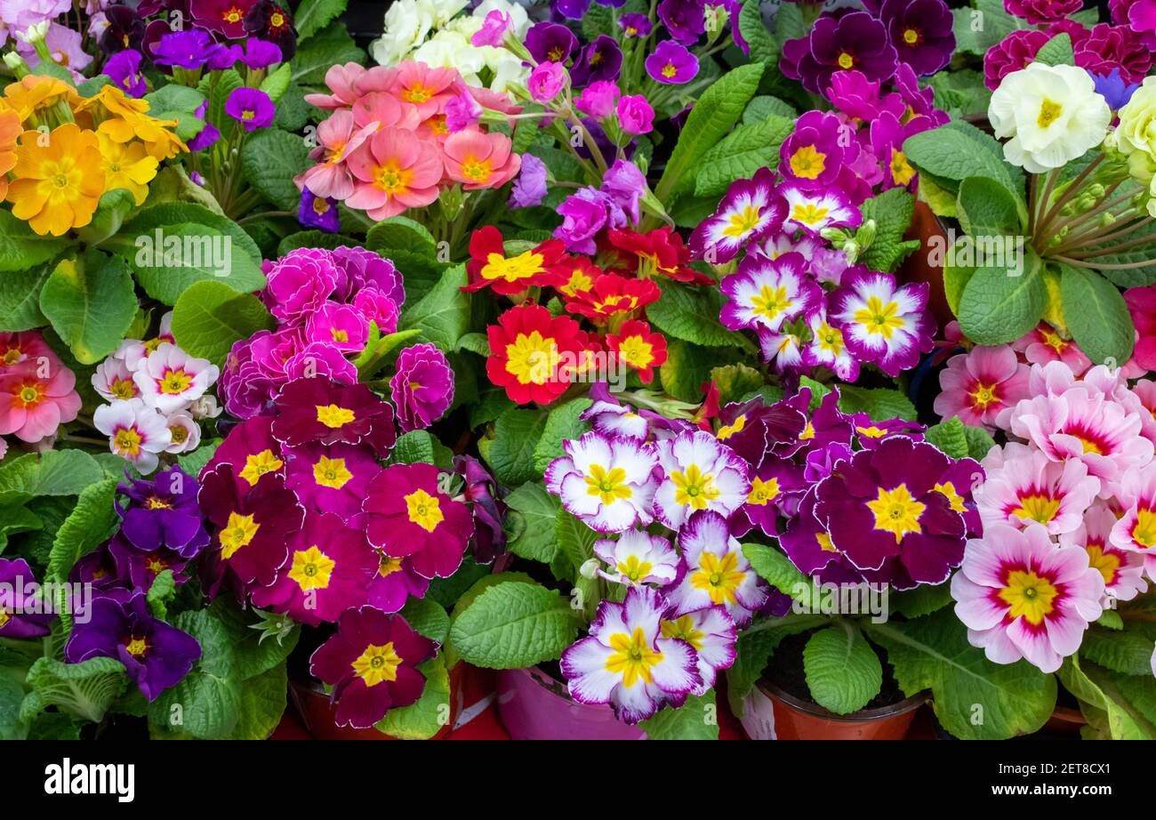 Primrose is multicolored in full bloom. Primula vulgaris blooms Stock