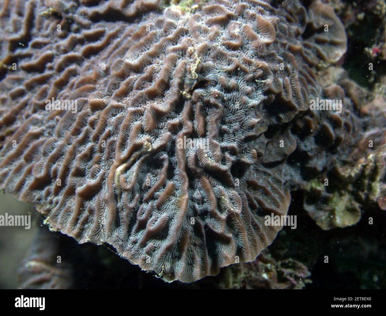 Pavona varians, crestas y coralitos. Stock Photo