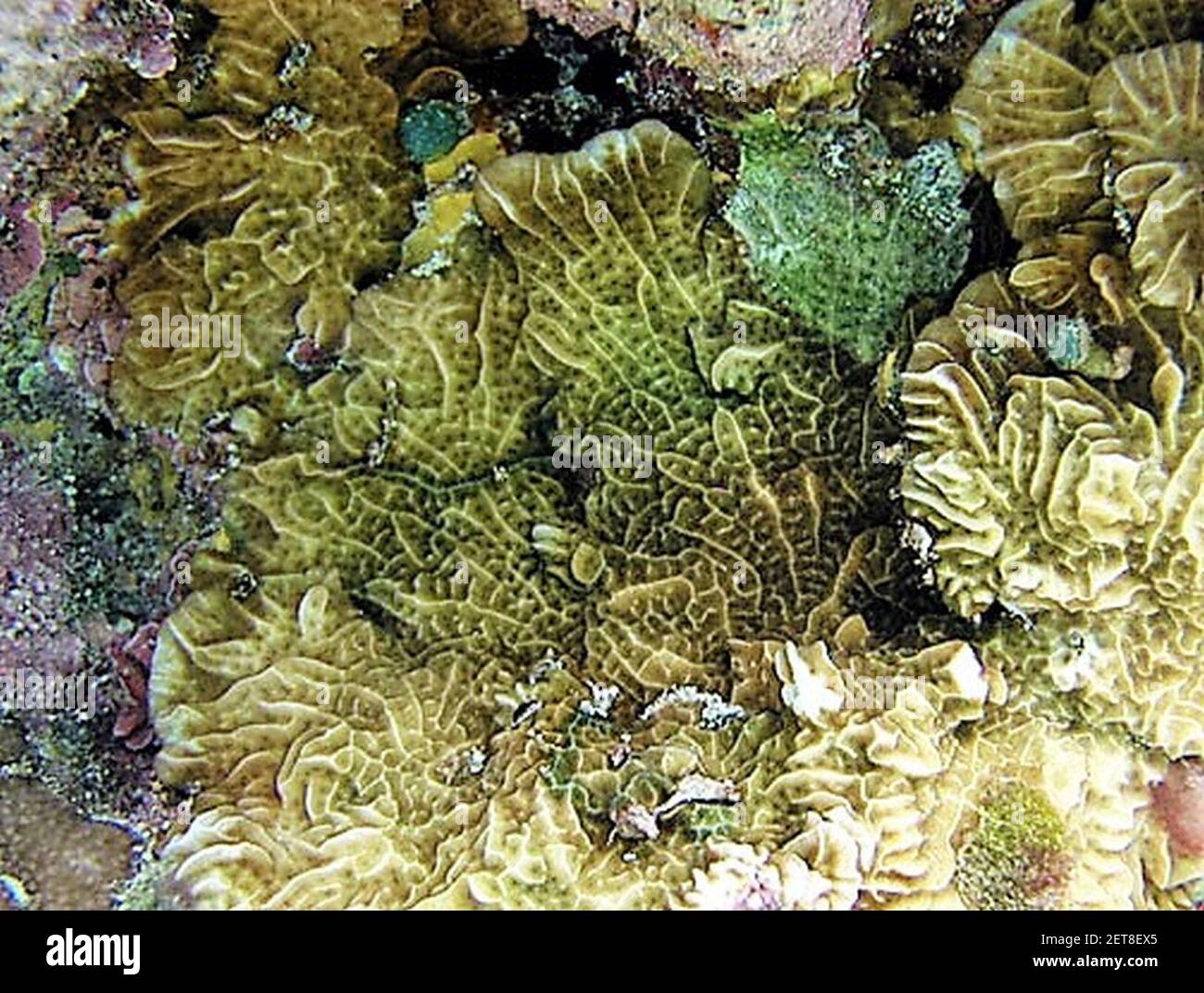 Pavona frondifera, Samoa Americana. Stock Photo