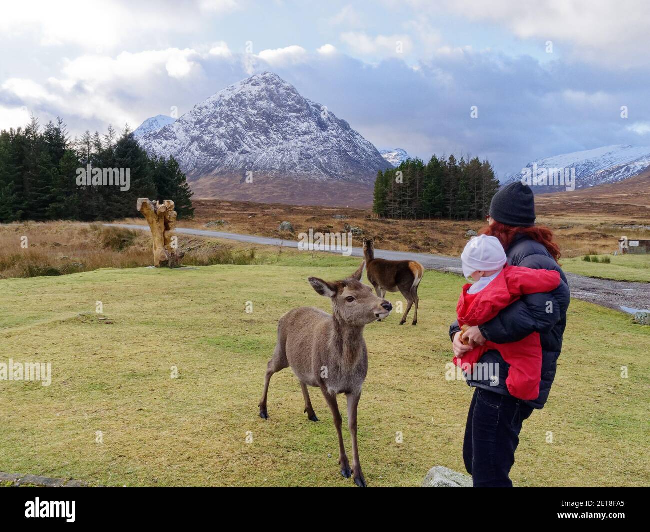 A mother holding a baby and looking at a deer at the Kings House Hotel in Glencoe in Scotland, with the peak of Buchaille Etive Mor beyond Stock Photo