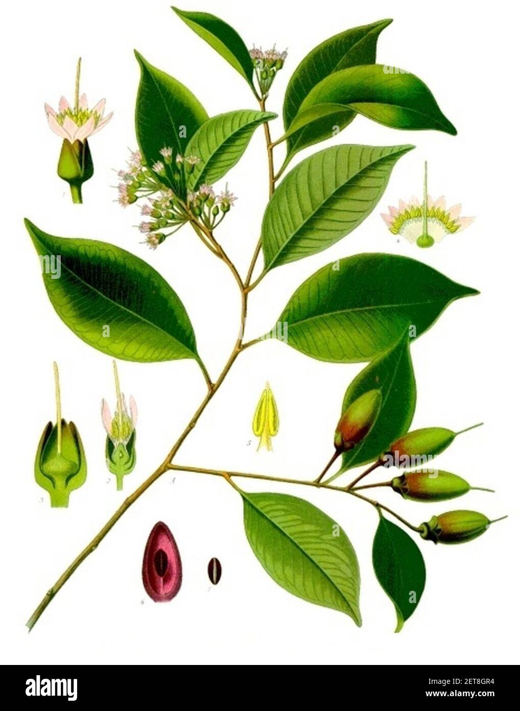 Payena leeri - Köhler–s Medizinal-Pflanzen-235. Stock Photo