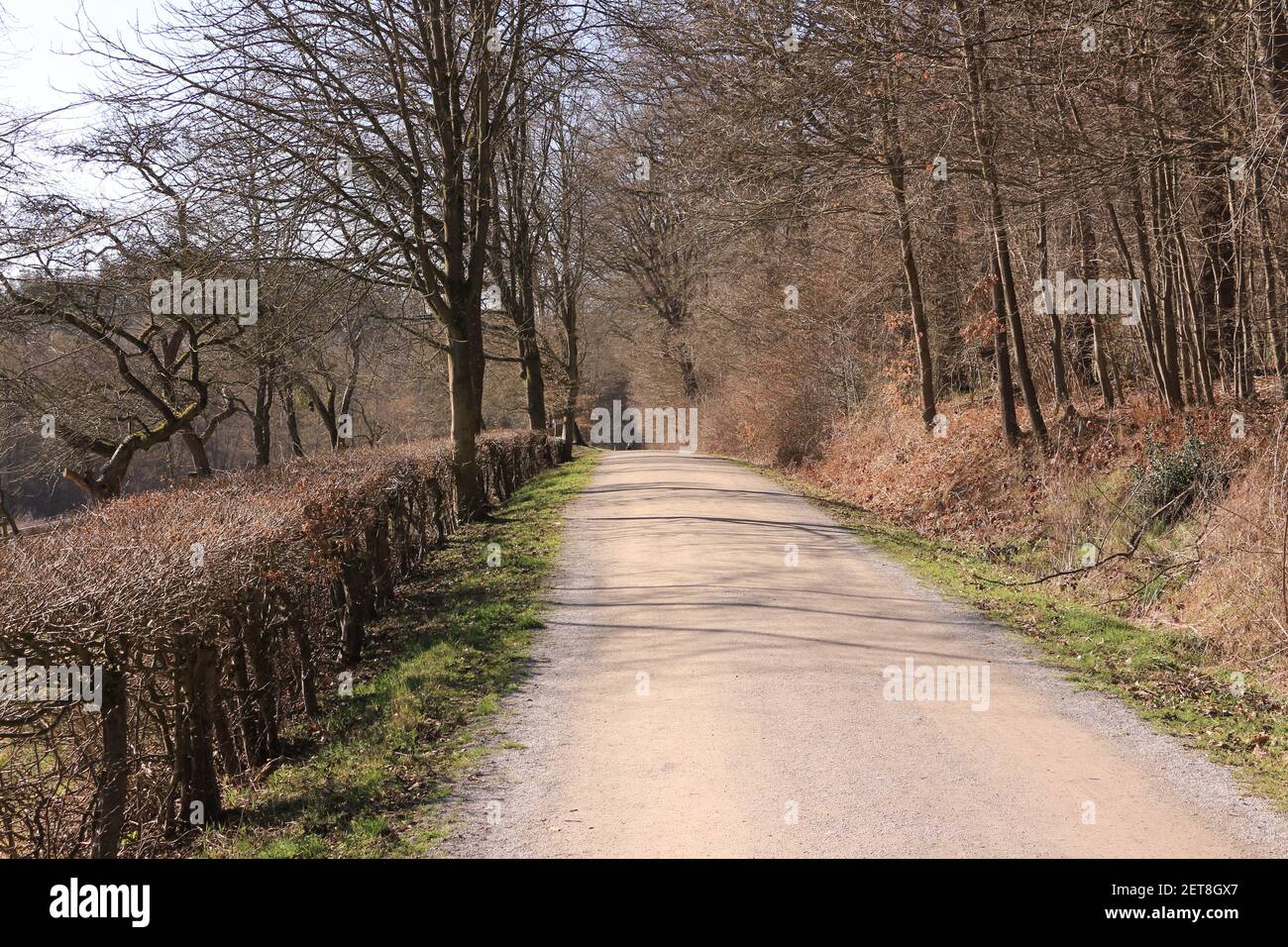 Impressionen aus der Waldemei, einem Waldgebiet in Menden im Sauerland Stock Photo