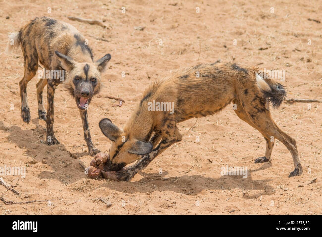 Close to african wild dogs in the dry kalahari desert in Namibia, Africa Stock Photo