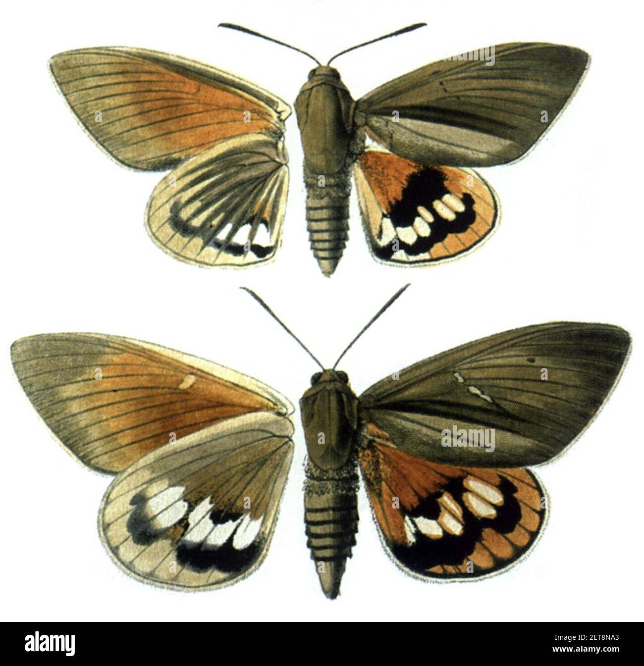 Paysandisia archon 300 Stock Photo Alamy