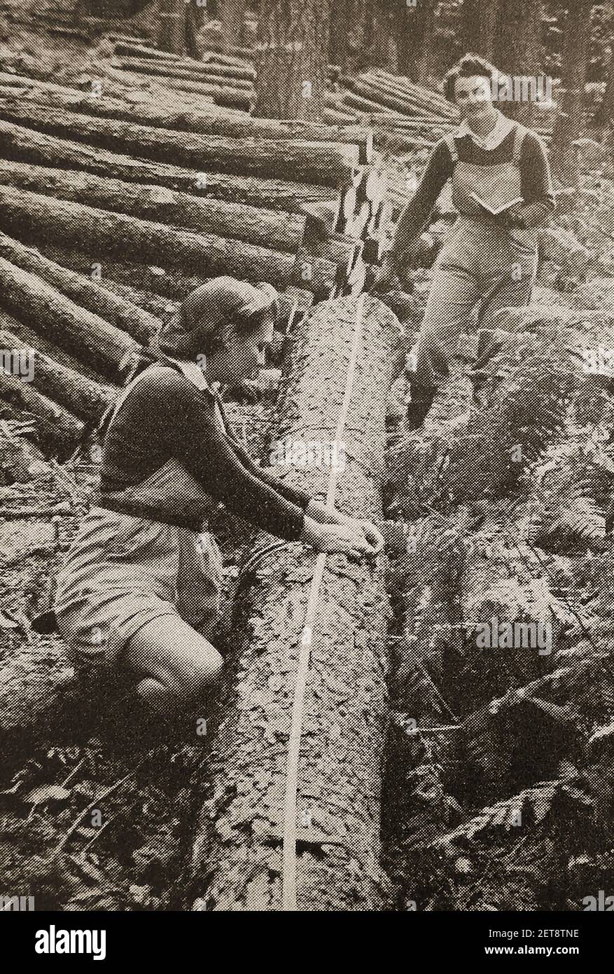 WWII Land Girls (Women's Timber Corps)  - An old press photo of  British Forestry workers known as  Lumber Jills, measuring the length and girth of a log. Though the  WLA lasted until its official disbandment on 21 October 1949, the Timber Corps were disbanded  in 1946 Stock Photo