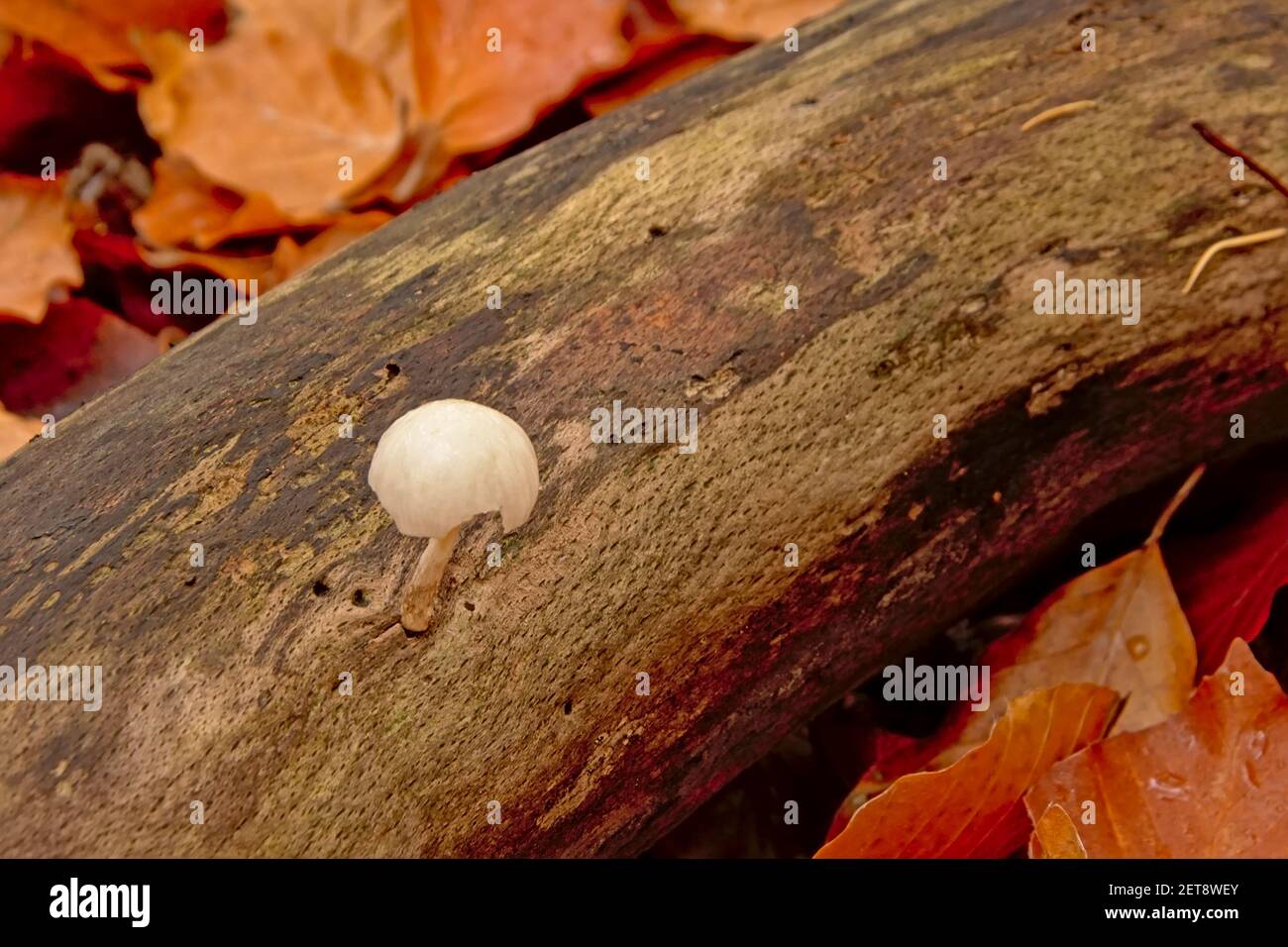 Silky rosegill mushroom growing on a fallen branch Stock Photo