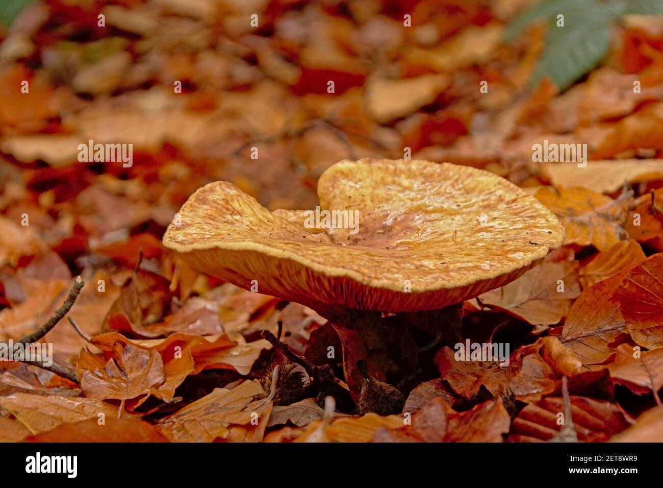 Brown russula mushroom on the forest floor Stock Photo