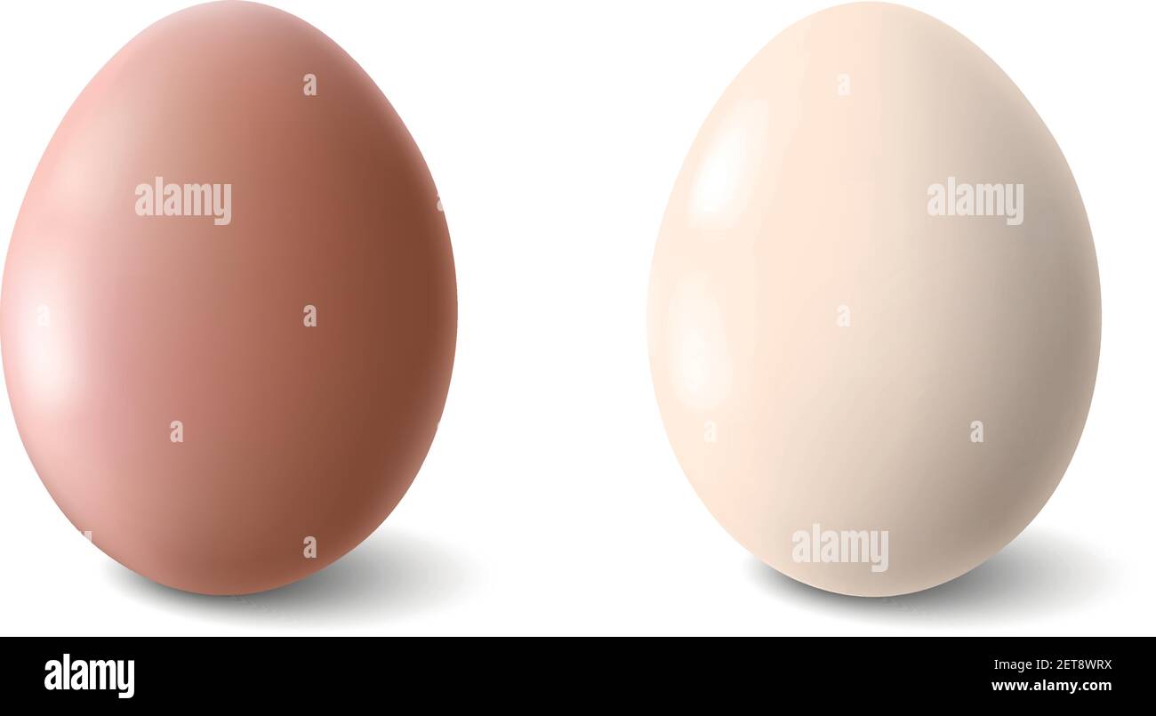 Big realistic chicken eggs with shadow on white background - Vector illustration Stock Vector