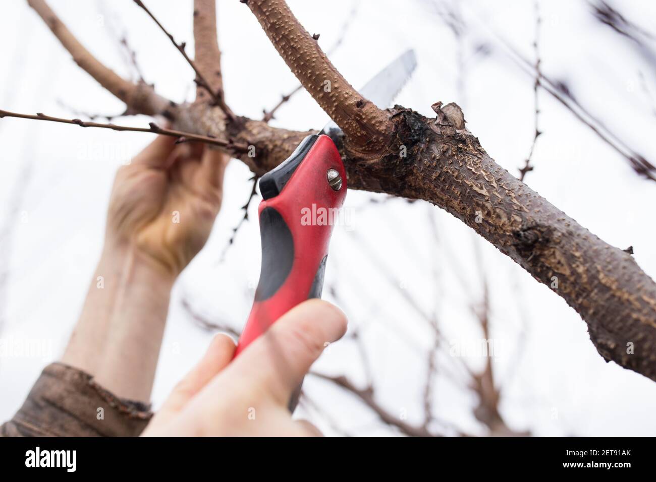 Hands pruning fruit tree hi-res stock photography and images - Alamy