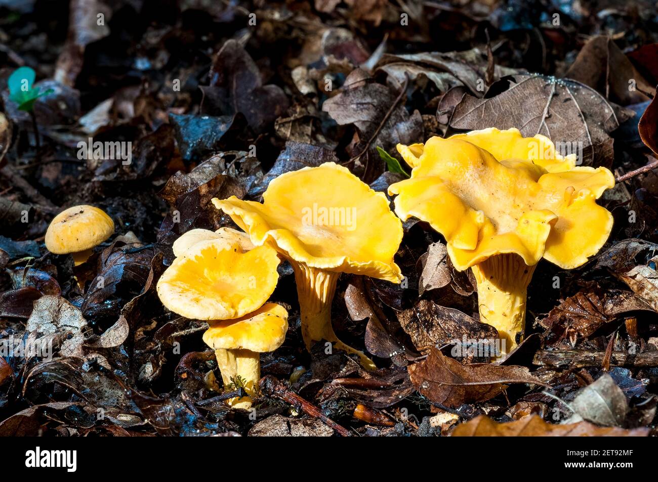 A small troop of chanterelle mushrooms (Cantharellus cibarius) growing in the leaf litter on the woodland floor in the New Forest, Hampshire. October. Stock Photo