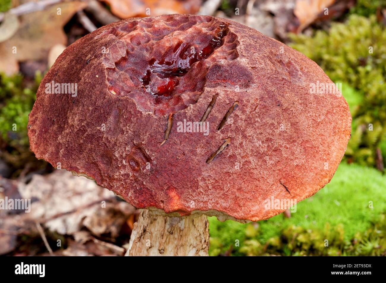 A fruiting body of zoned tooth fungus (Hydnellum concrescens) growing in the leaf litter on the woodland floor in the New Forest, Hampshire. October. Stock Photo