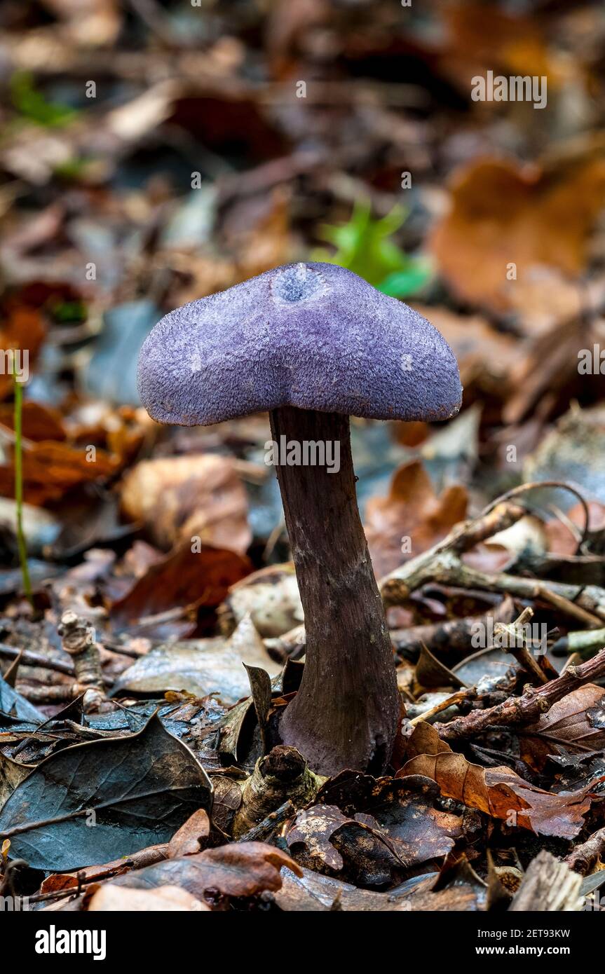 A fruiting body of violet webcap (Cortinarius violaceus) growing in leaf litter on the woodland floor in the New Forest, Hampshire. October. Stock Photo