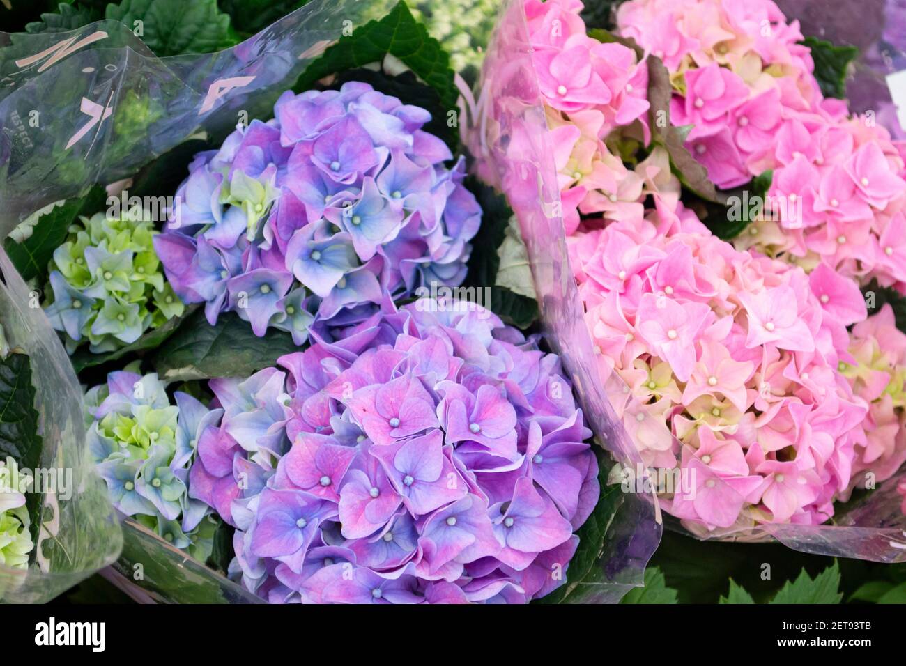 Background of mix of hydrangea flowers. Beautiful pink and blue bouquets for catalog or online store. Floral shop and delivery concept. Stock Photo
