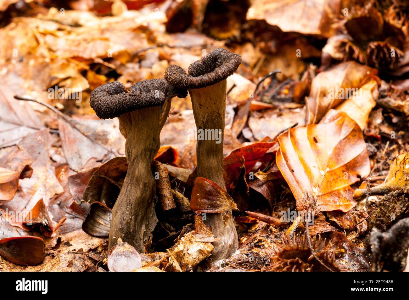 Fruiting bodies of the horn of plenty fungus (Craterellus cornucopioides) growing amidst fallen beech leaves in the New Forest, Hampshire. October. Stock Photo
