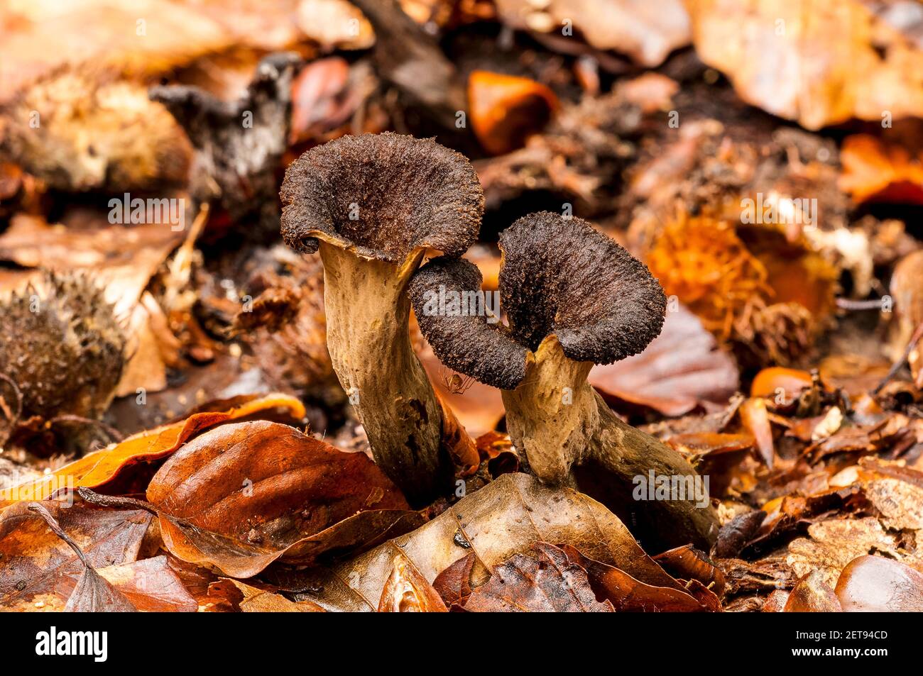 Fruiting bodies of the horn of plenty fungus (Craterellus cornucopioides) growing amidst fallen beech leaves in the New Forest, Hampshire. October. Stock Photo