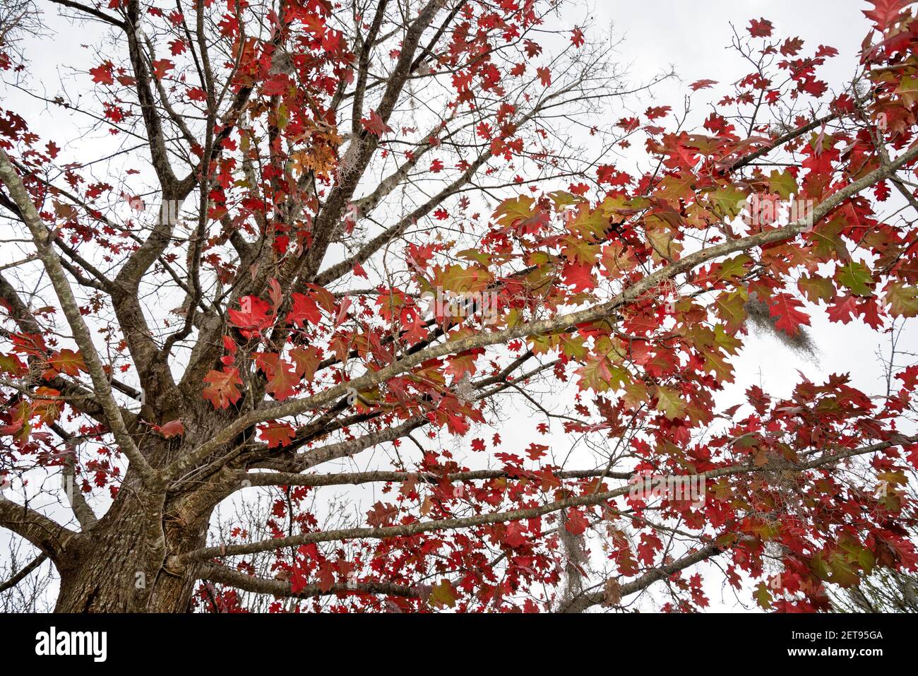 Red colored fall leaves of the Scarlet Oak tree, Quercus coccinea, in North Florida. Stock Photo