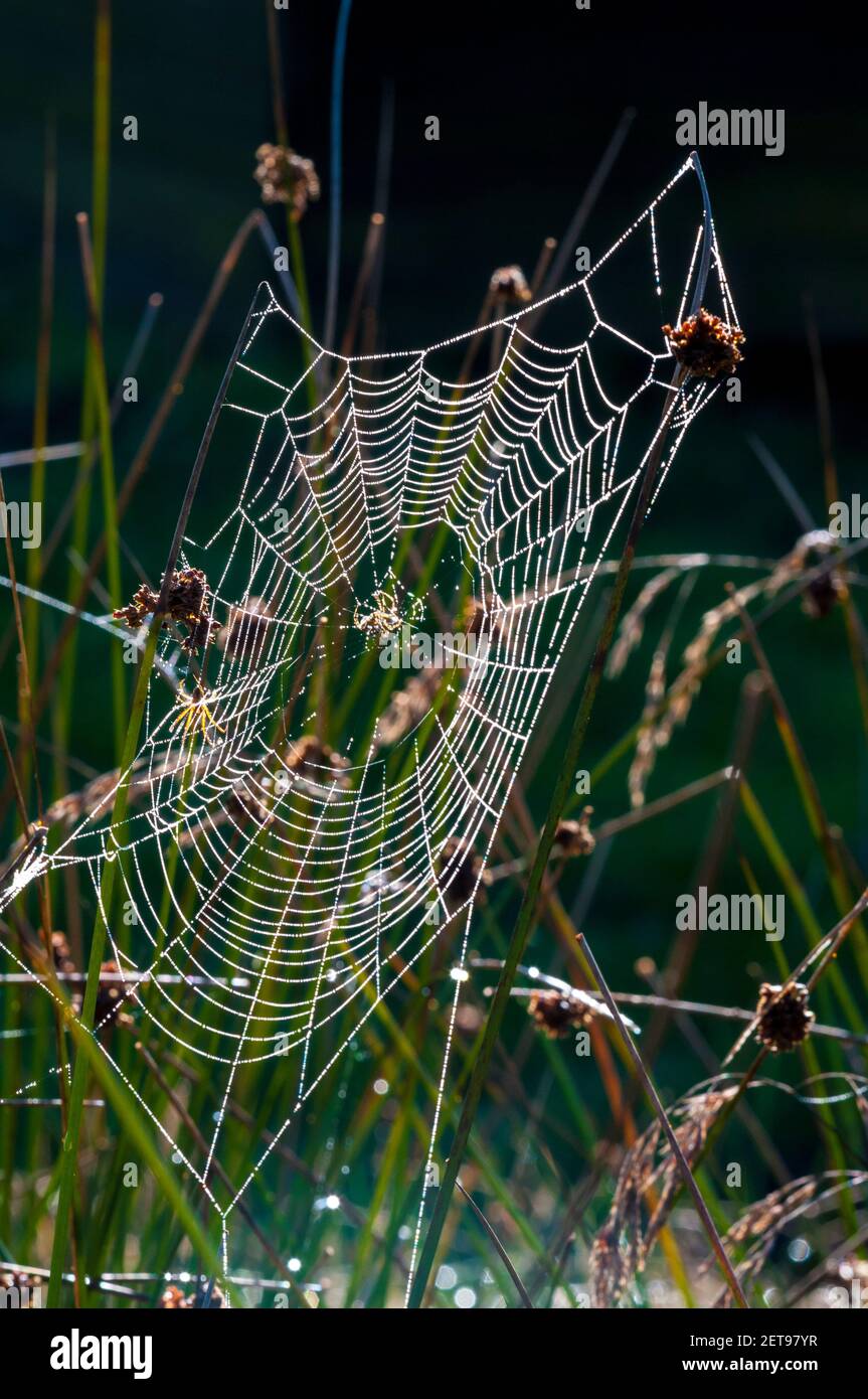 A dew-covered spider's web in long grass, catching the early morning sun at the Longshaw Estate in the Peak District National Park, Derbyshire. Octobe Stock Photo