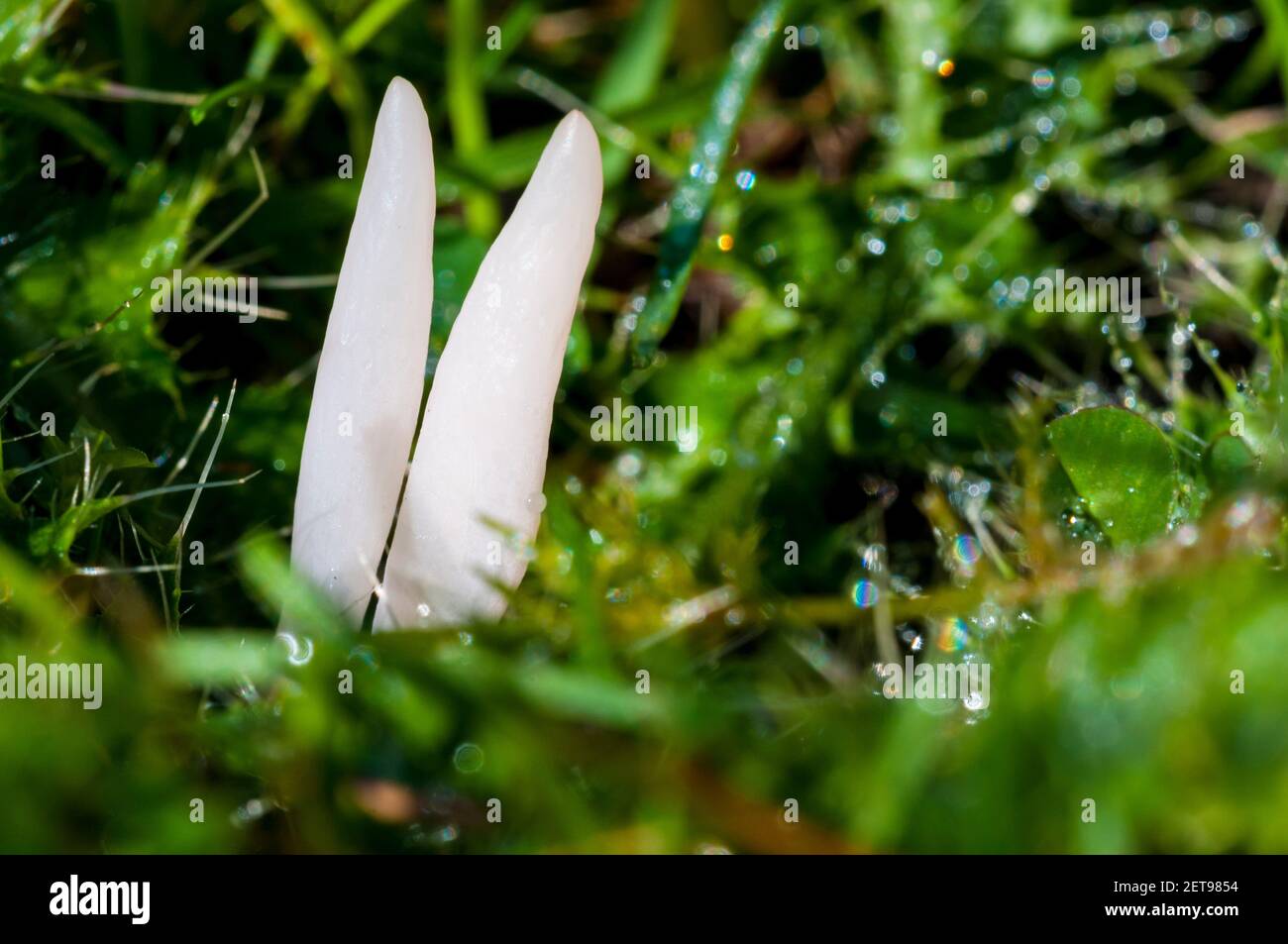 Fruiting bodies of white spindles (Clavaria fragilis) growing in grassland at the Longshaw Estate in the Peak District National Park, Derbyshire. Octo Stock Photo