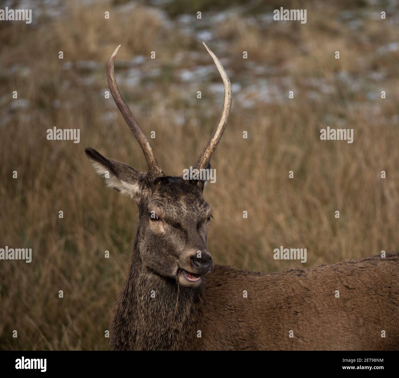 A portrait of an adorable deer with bi horns in the field in