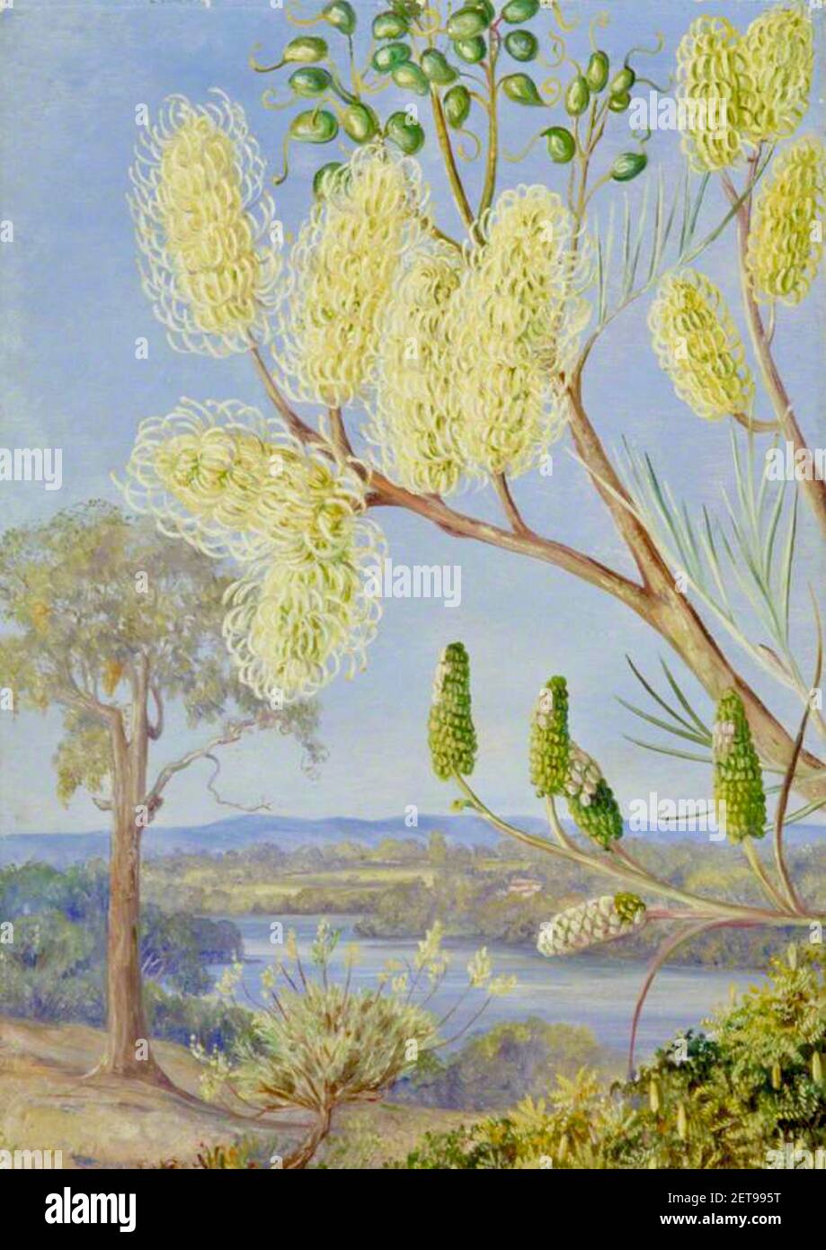 Marianne North artwork entitled Branch of a Grevillea and View of Swan River Western Australia. Stock Photo