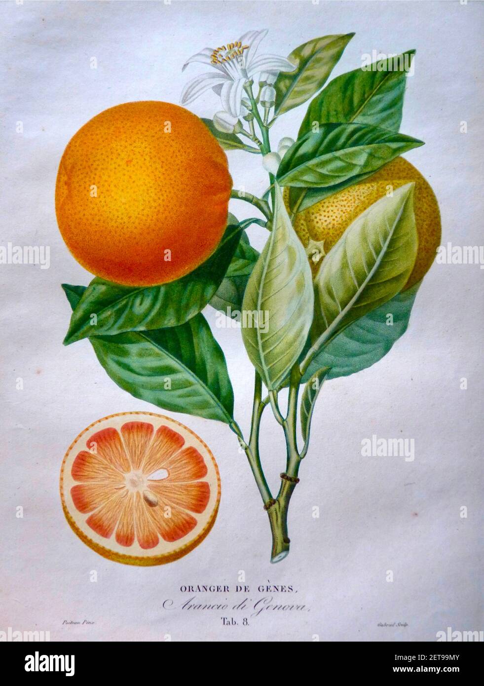 Oranger de Genes by Pierre Antoine Poiteau Stock Photo