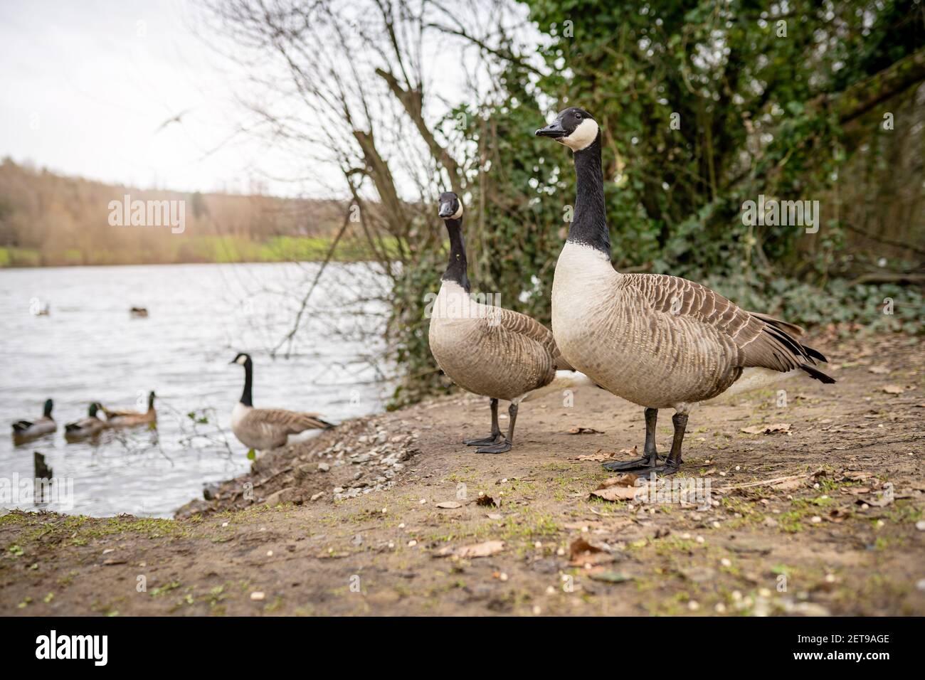 Two canadian geese standing next to a lake. Fendrod Lake, Swansea, West Glamorgan, South Wales, UK Stock Photo