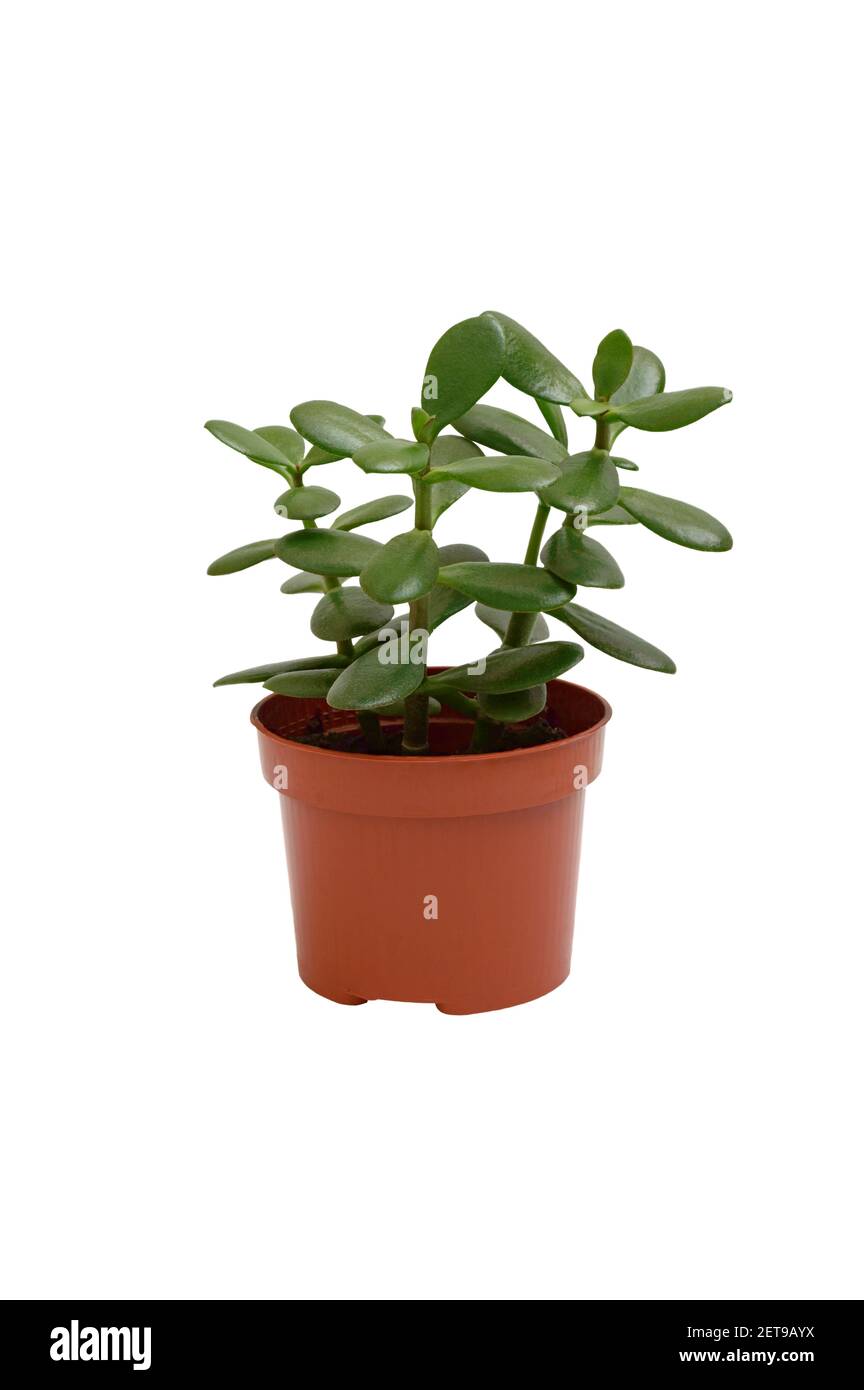 Houseplant Crassula in a pot isolated on white background. Suculent plant with thick green leaves. Stock Photo