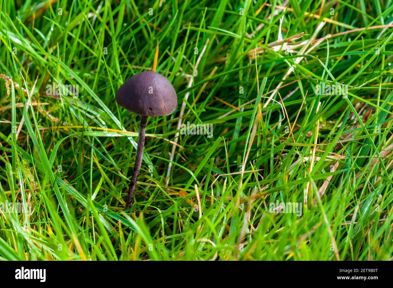 A fruiting body of turf mottlegill (Panaeolus fimicola) growing in grassland at the Longshaw Estate in the Peak District National Park, Derbyshire. Oc Stock Photo