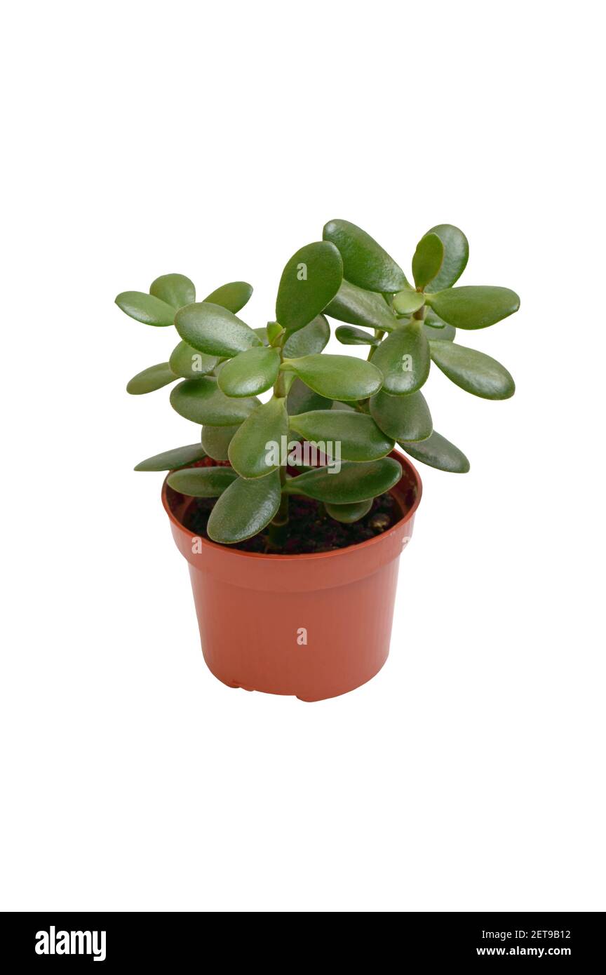 Houseplant Crassula in a pot isolated on white background. Suculent plant with thick green leaves. Stock Photo