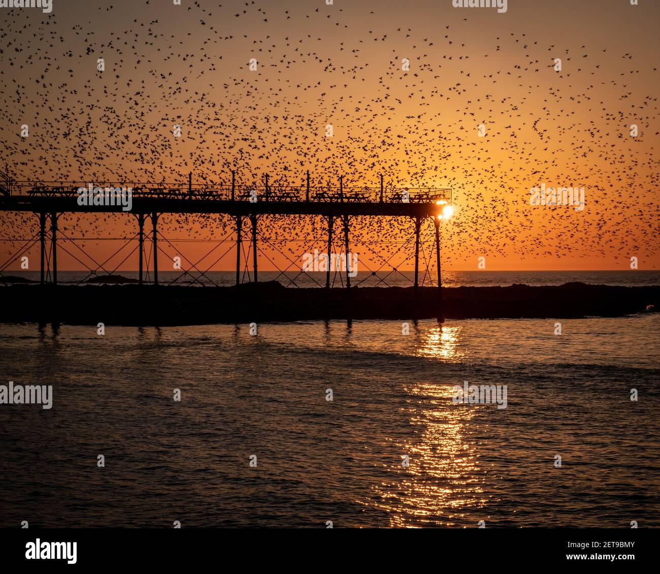 Starlings at sunset at Aberystwyth pier. The annual spectacular murmuration of tens of thousands of starlings in Cardigan Bay during a Winter sunset. Stock Photo