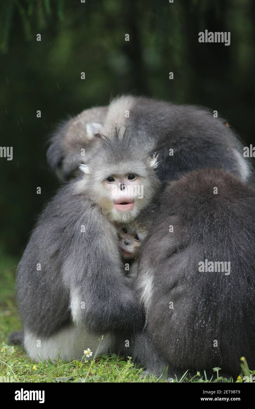 Saving the Yunnan Golden Monkey