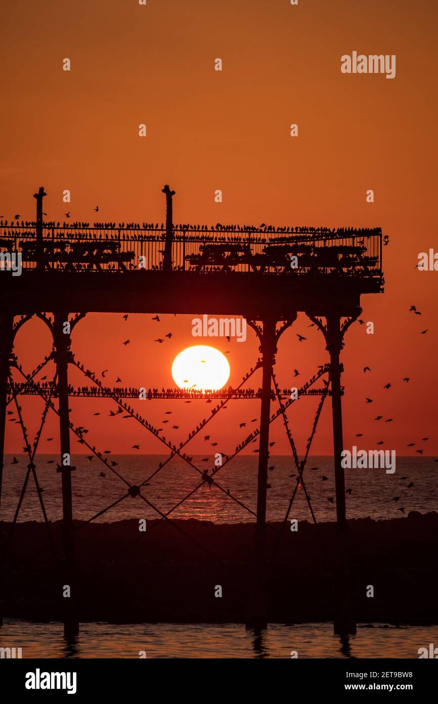 Starlings at sunset at Aberystwyth pier. The annual spectacular murmuration of tens of thousands of starlings in Cardigan Bay during a Winter sunset. Stock Photo
