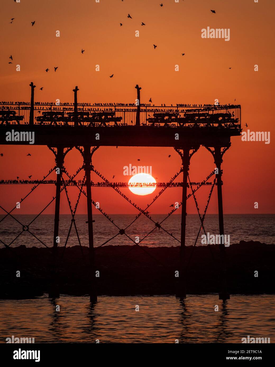 Starlings at sunset at Aberystwyth pier. The annual spectacular murmuration of tens of thousands of starlings in Cardigan Bay during a Winter sunset. Stock Photo