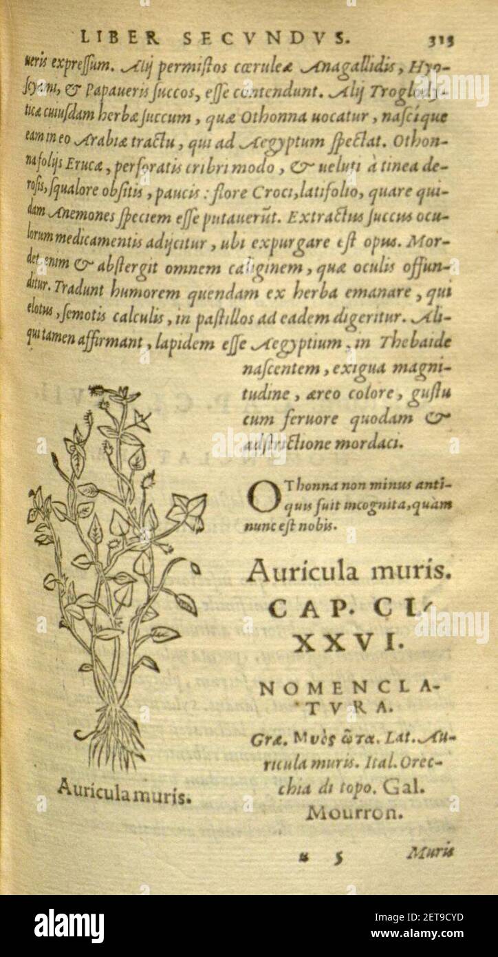 Pedanii Dioscoridis Anazarbei, De medicinali materia libri sex (Page 313) Stock Photo