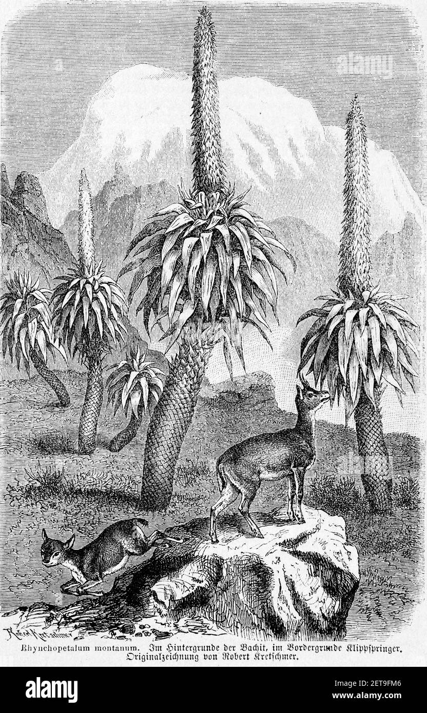 The Abyssinian Jibara (rhynchopetalum montanum) and the  African antelope (Oreotragus oreotragus), Abyssina, Ethiopia,Abessinien, Leipzig 1869 Stock Photo